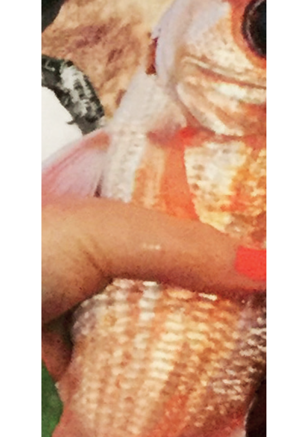 Les 3F: Féminité, Fragilité, Fierté