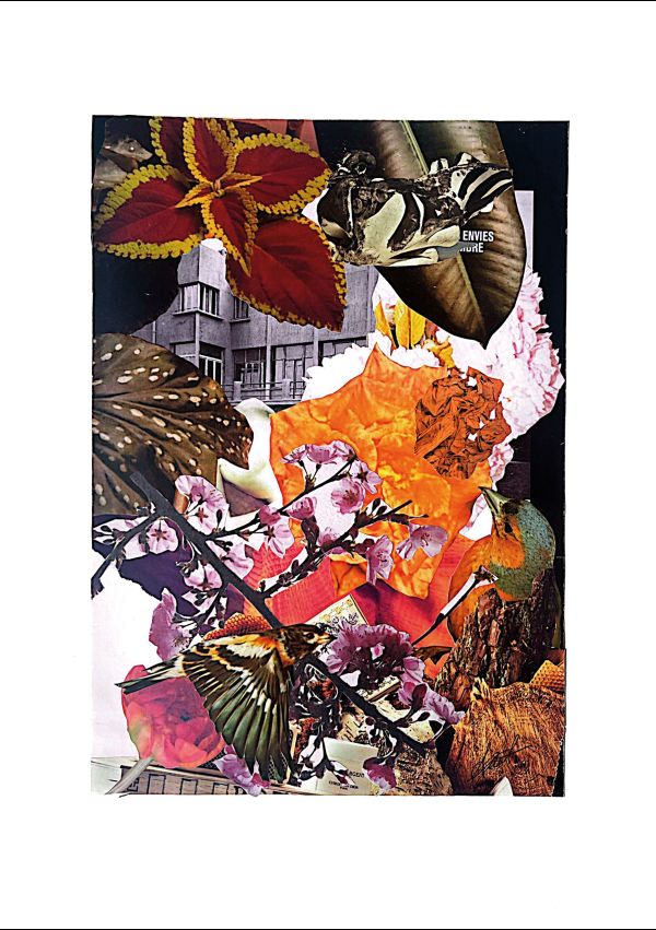 Floraison des oiseaux